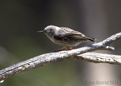 Varied Sittella (Daphoenositta chrysoptera chrysoptera