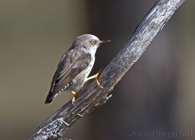 Varied Sittella (Daphoenositta chrysoptera chrysoptera