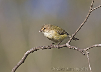 Weebill (Smicrornis brevirostris)