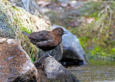 Brown Dipper (Cinclus pallasii)