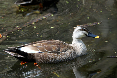 Eastern Spot-billed Duck (Anas zonorhyncha)