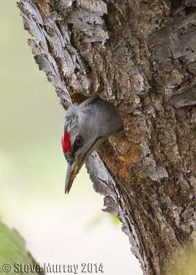 Grey-headed Woodpecker (Picus canus jessoensis)