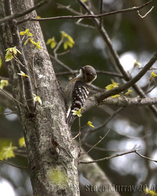 Japanese Pygmy Woodpecker (Dendrocopos kizuki)