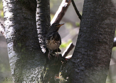 Japanese Thrush (Turdus cardis)