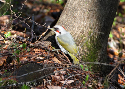 Japanese Green Woodpecker (Picus awokera)