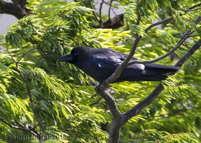 Large-billed Crow (Corvus macrorhynchos japonensis)