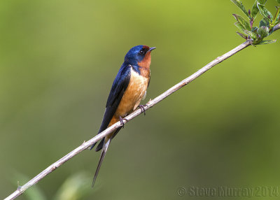 Barn Swallow (Hirundo rustica erythrogaster)