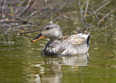 Gadwall