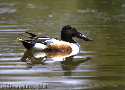 Northern Shoveler