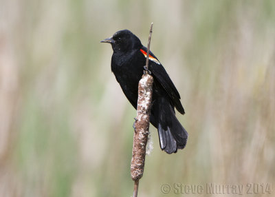 Red-winged Blackbird (Agelaius phoeniceus)