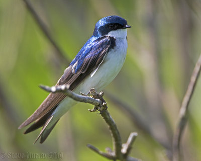 Swallows & Martins (Hirundinidae)