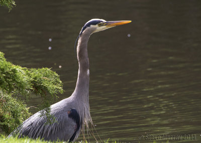 Great Blue Heron