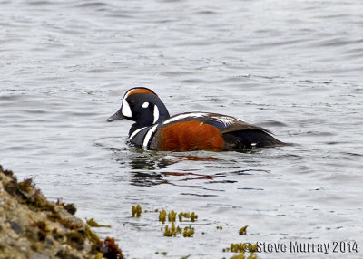 Harlequin Duck