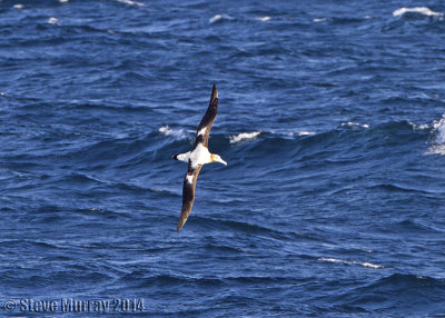 Short-tailed Albatross (Phoebastria albatrus)