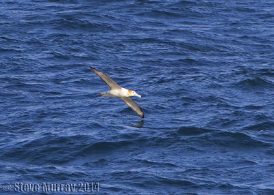 Short-tailed Albatross (Phoebastria albatrus)