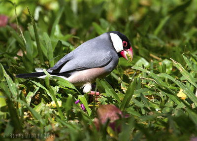 Java Sparrow (Lonchura oryzivora)