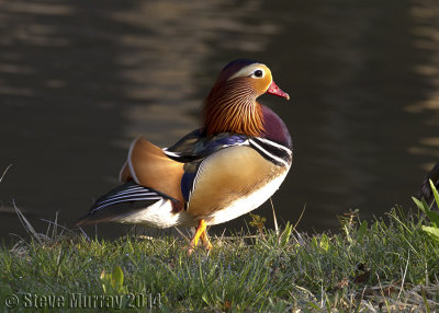 Mandarin Duck
