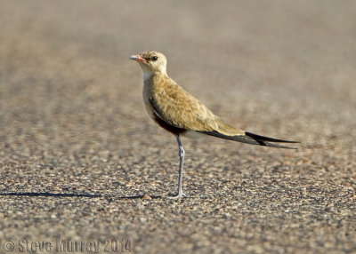 Australian Pratincole (Stiltia isabella)