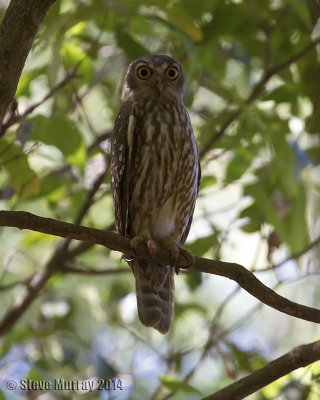 Barking Owl (Ninox connivens peninsularis)