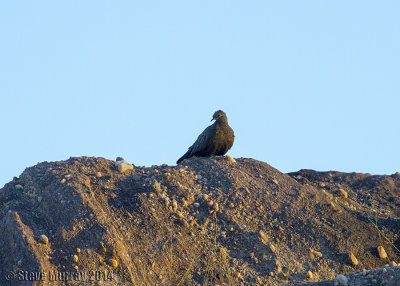Chestnut-quilled Rock Pigeon
