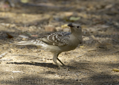 Great Bowerbird (Chlamydera nuchalis)