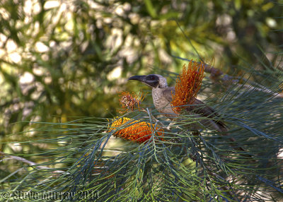 Helmeted Friarbird (Philemon buceroides)