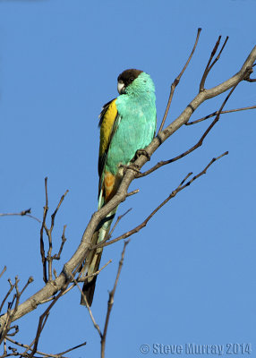 Hooded Parrot (Psephotus dissimilis)