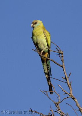 Hooded Parrot (Psephotus dissimilis)