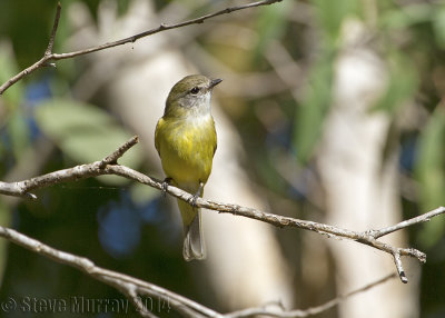 Lemon-bellied Flyrobin