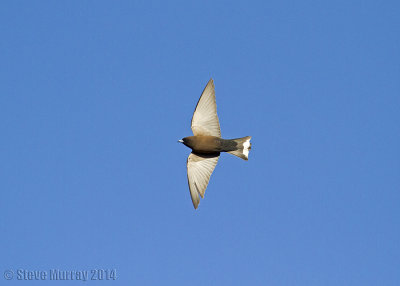 Little Woodswallow (Artamus minor derbyi)