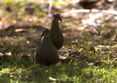 Partridge Pigeon (Geophaps smithii)