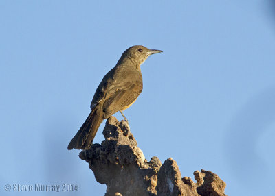 Sandstone Shrikethrush (Colluricincla woodwardi)