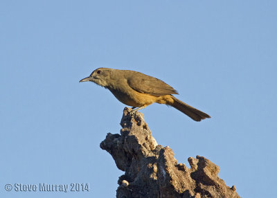 Sandstone Shrikethrush (Colluricincla woodwardi)