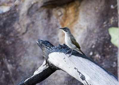 White-lined Honeyeater (Meliphaga albilineata)