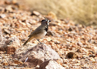 Crested Bellbird (Oreoica gutturalis pallescens)