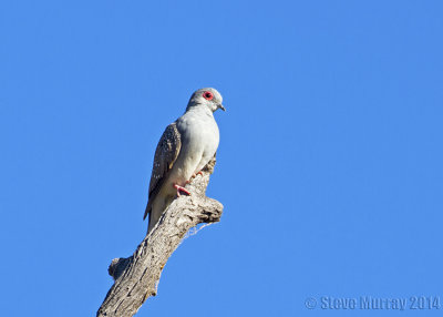 Diamond Dove (Geopelia cuneata)