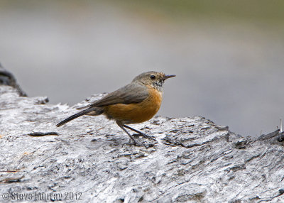 Rockwarbler (Origma solitaria)