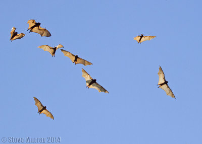 Little Red Flying Fox (Pteropus scapulatus)