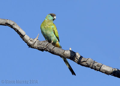 Hooded Parrot (Psephotus dissimilis)