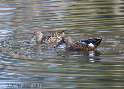 Australasian Shoveler (Spatula rhynchotis)