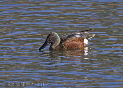 Australasian Shoveler (Spatula rhynchotis)