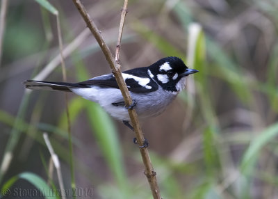 White-eared Monarch (Monarcha leucotis)