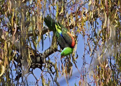 Red-winged Parrot (Aprosmictus erythropterus)