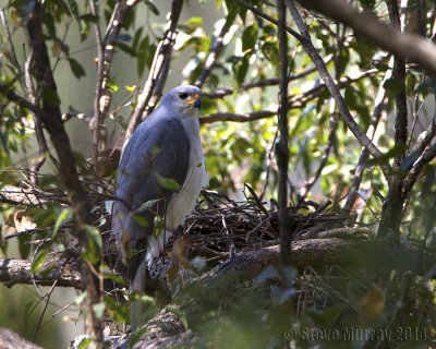 Grey Goshawk (Accipiter novaehollandiae)