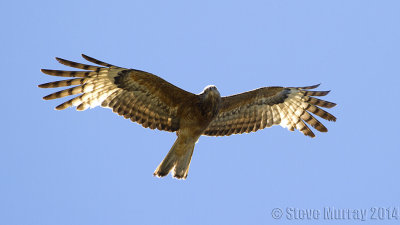 Square-tailed Kite (Lophoictinia isura)