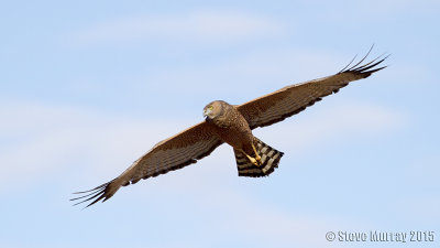 Spotted Harrier (Circus assimilis)