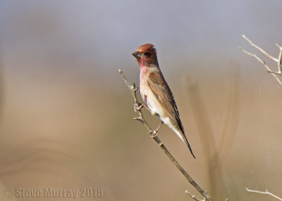 Common Rosefinch (Carpodacus erythrinus)