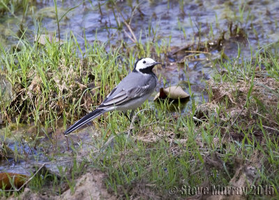 White Wagtail (Motacilla alba alba)