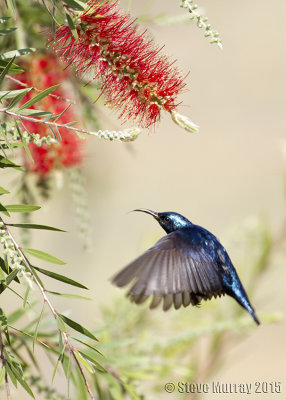 Purple Sunbird (Cinnyris asiaticus)