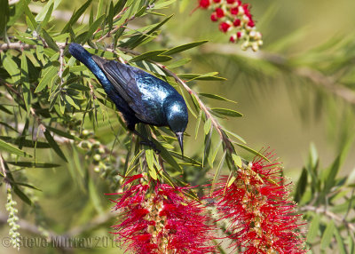 Purple Sunbird (Cinnyris asiaticus)